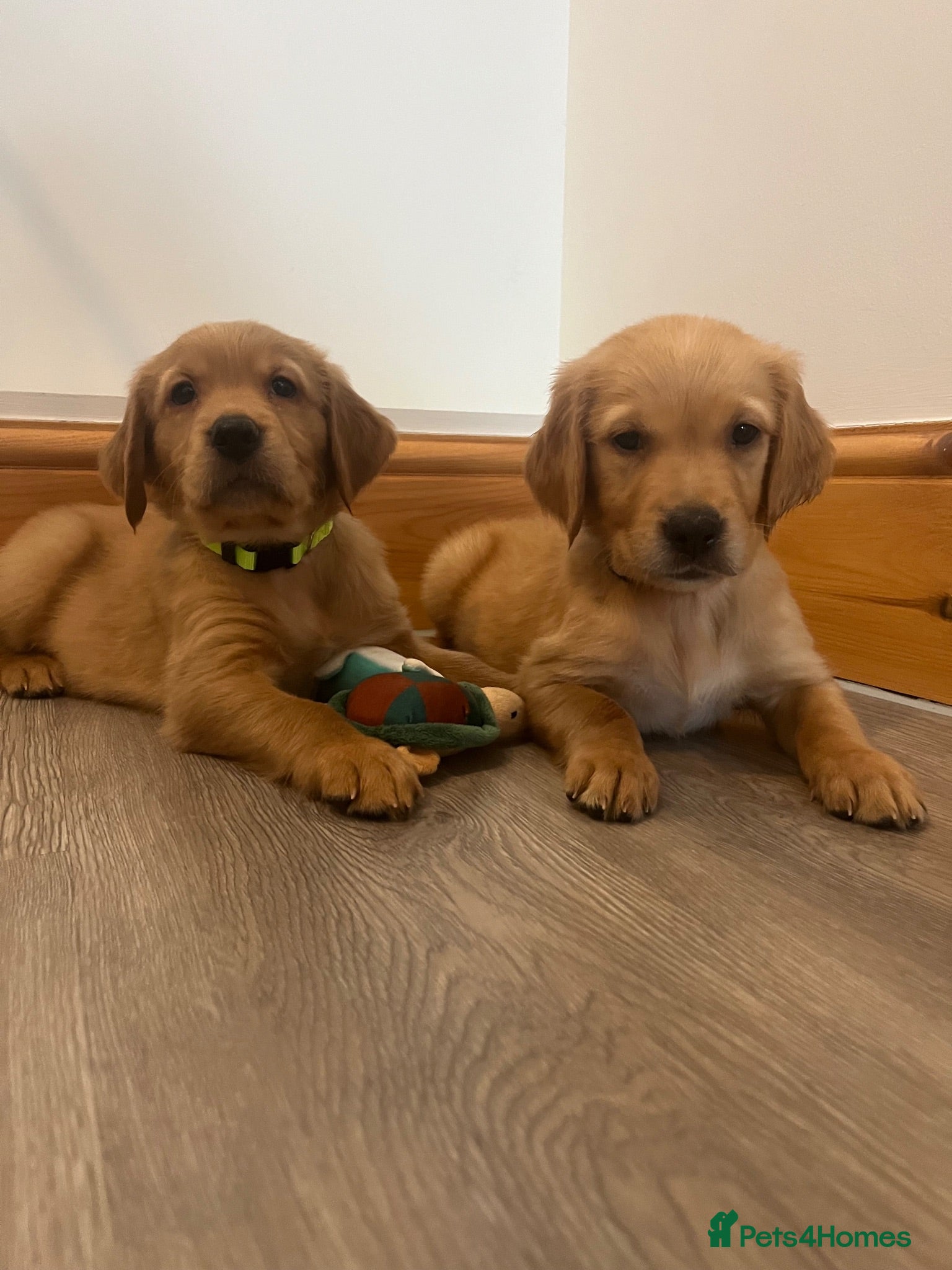 Golden Retriever dogs KC Fox Red Golden Retriever Puppies  - Advert 1