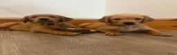 Golden Retriever dogs for sale: KC Fox Red Golden Retriever Puppies  - Advert 7
