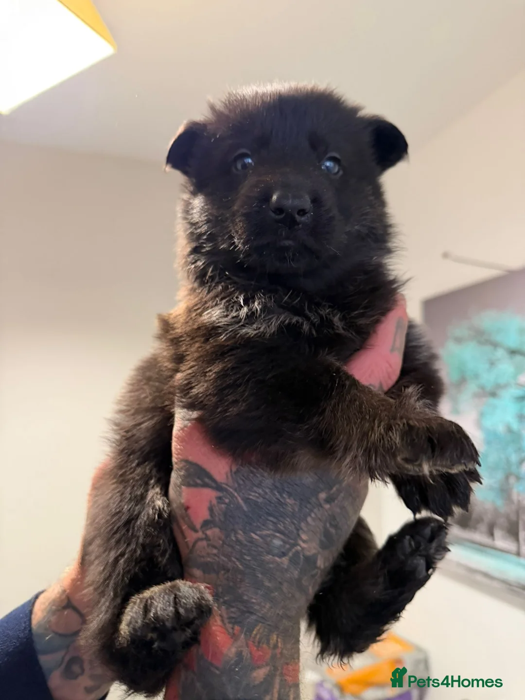 German Shepherd dogs for sale: Fully kc German Shepherd puppies  - Advert 6