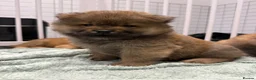 Chow Chow dogs for sale: 7 chow chow puppies  in Warlingham - Advert 24