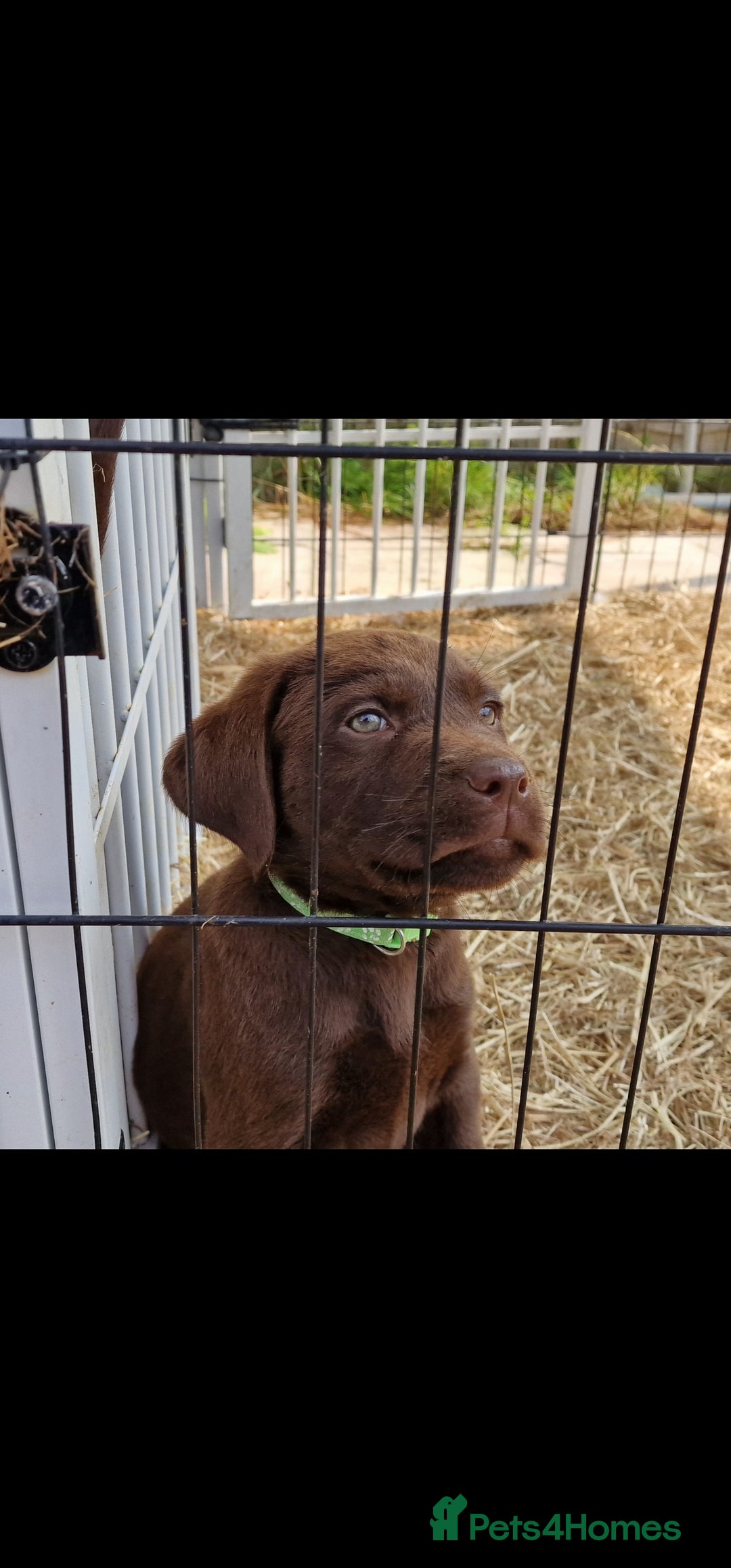 Labrador Retriever dogs for sale: KC REG.. READY NOW!. CHOCOLATE LABRADOR  - Image 17
