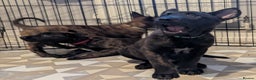 Belgian Shepherd Dog dogs for sale: READY TO GO Mother is Dutch Herder x Malinois  - Advert 25