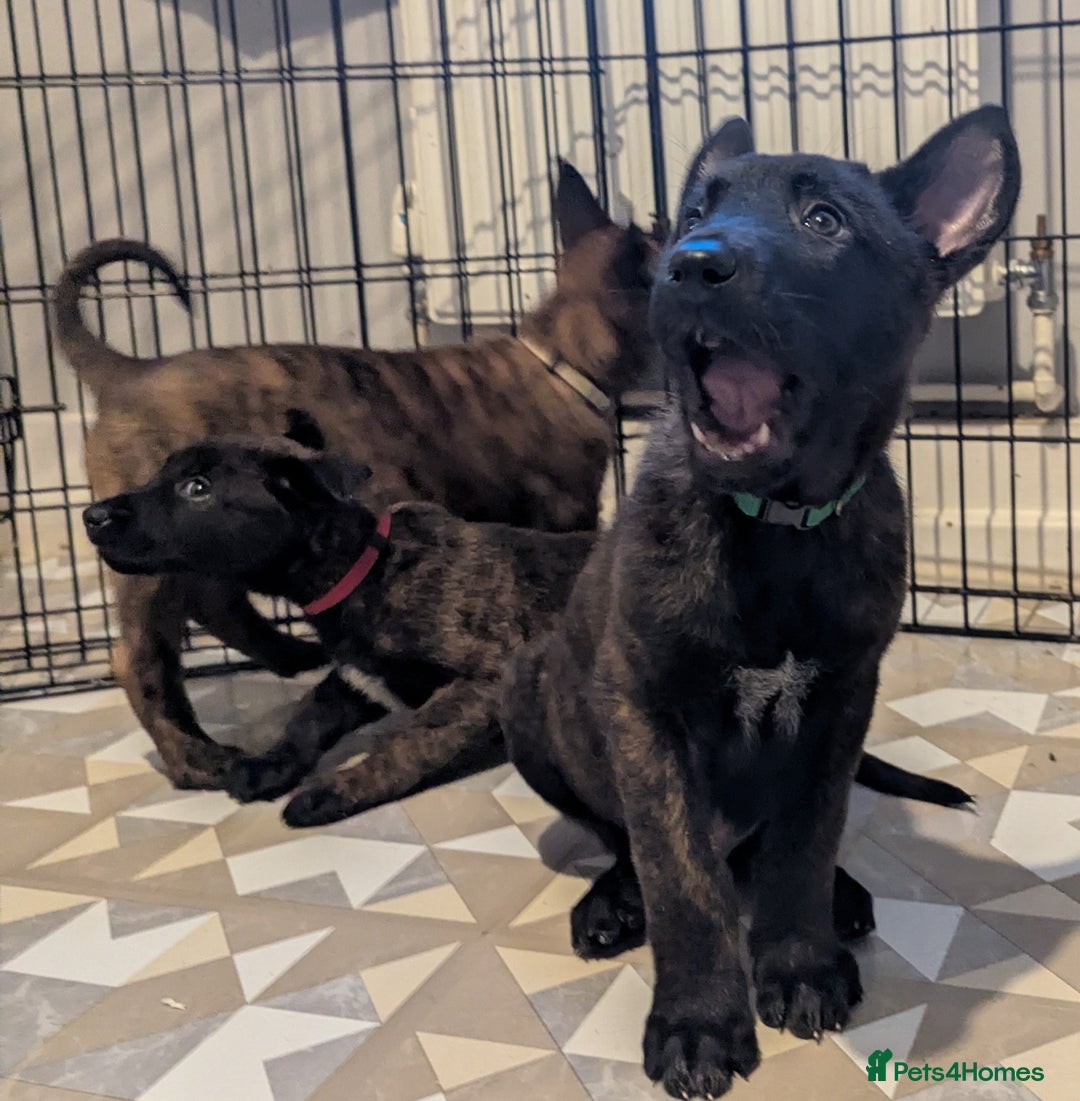Belgian Shepherd Dog dogs for sale: READY TO GO Mother is Dutch Herder x Malinois  - Advert 25