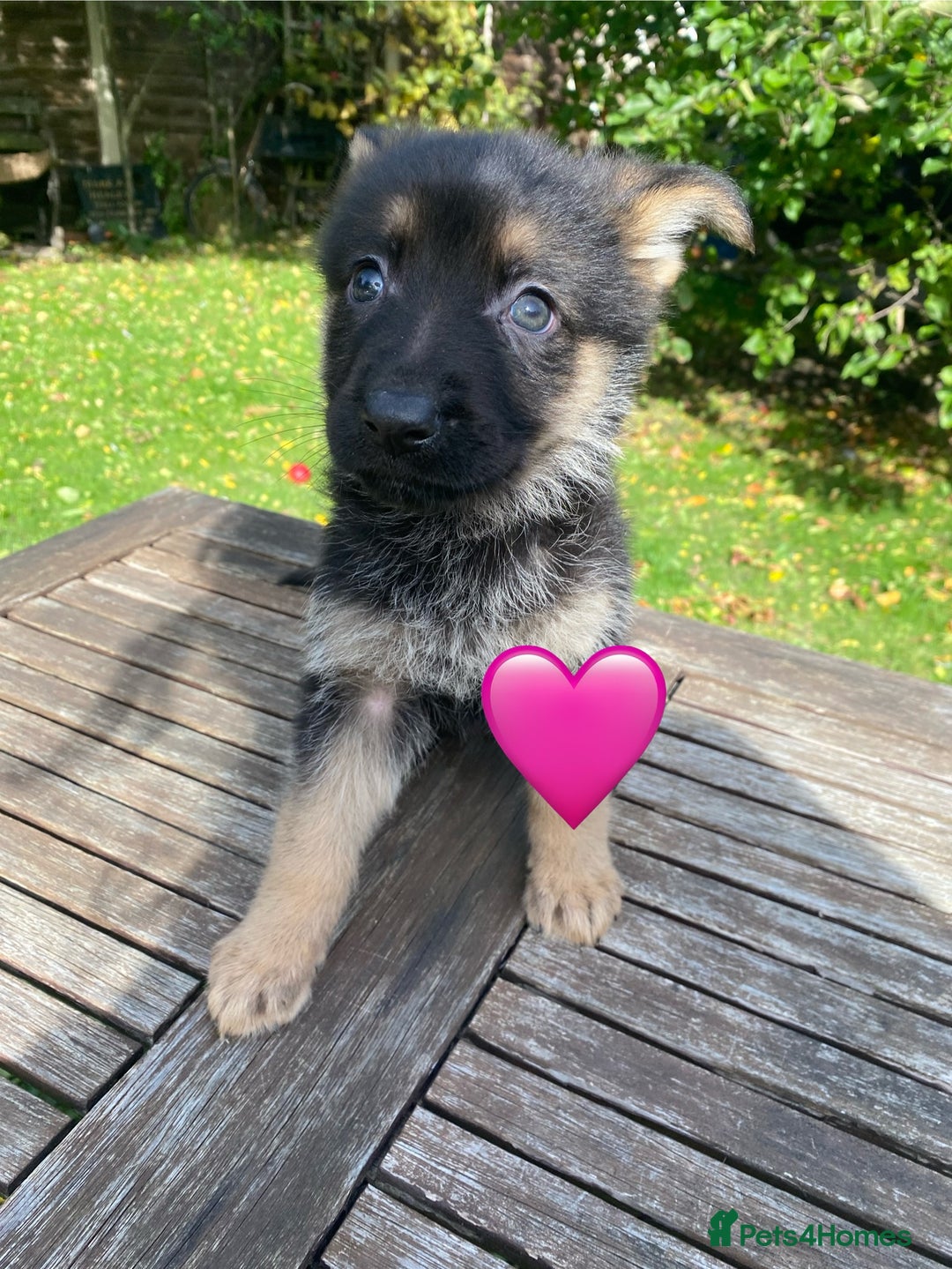 German Shepherd dogs for sale: Chunky Farm bred GSD pups ready now. - Image 11