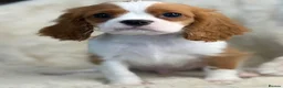 Cavalier King Charles Spaniel dogs for sale: Beautiful cavalier King Charles puppies  - Advert 6