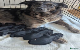 Mixed Breed dogs for sale: 4 girls available end of October  - Image 17