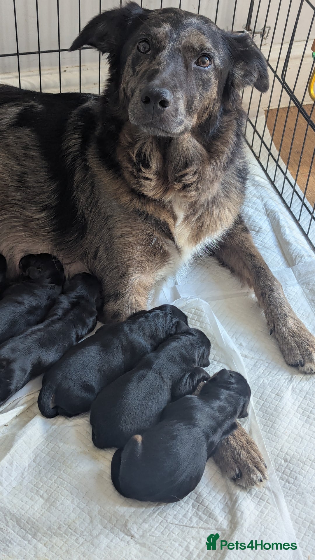 Mixed Breed dogs for sale: 4 girls available end of October  - Image 17