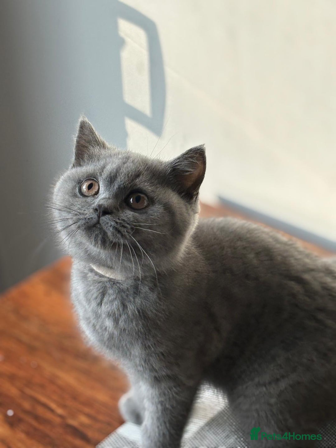 British Shorthair cats for sale: Blue British shorthair Female 7 months  - Advert 3
