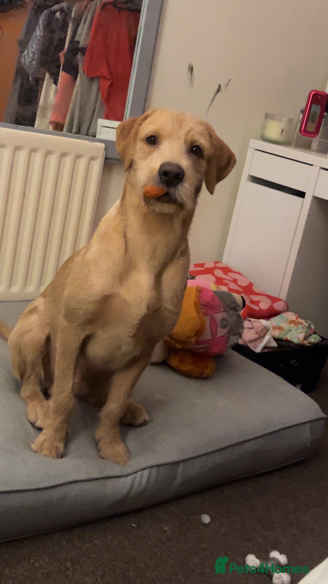 Labrador Retriever dogs for stud: Lab x wire hair pointer at stud  - Image 6