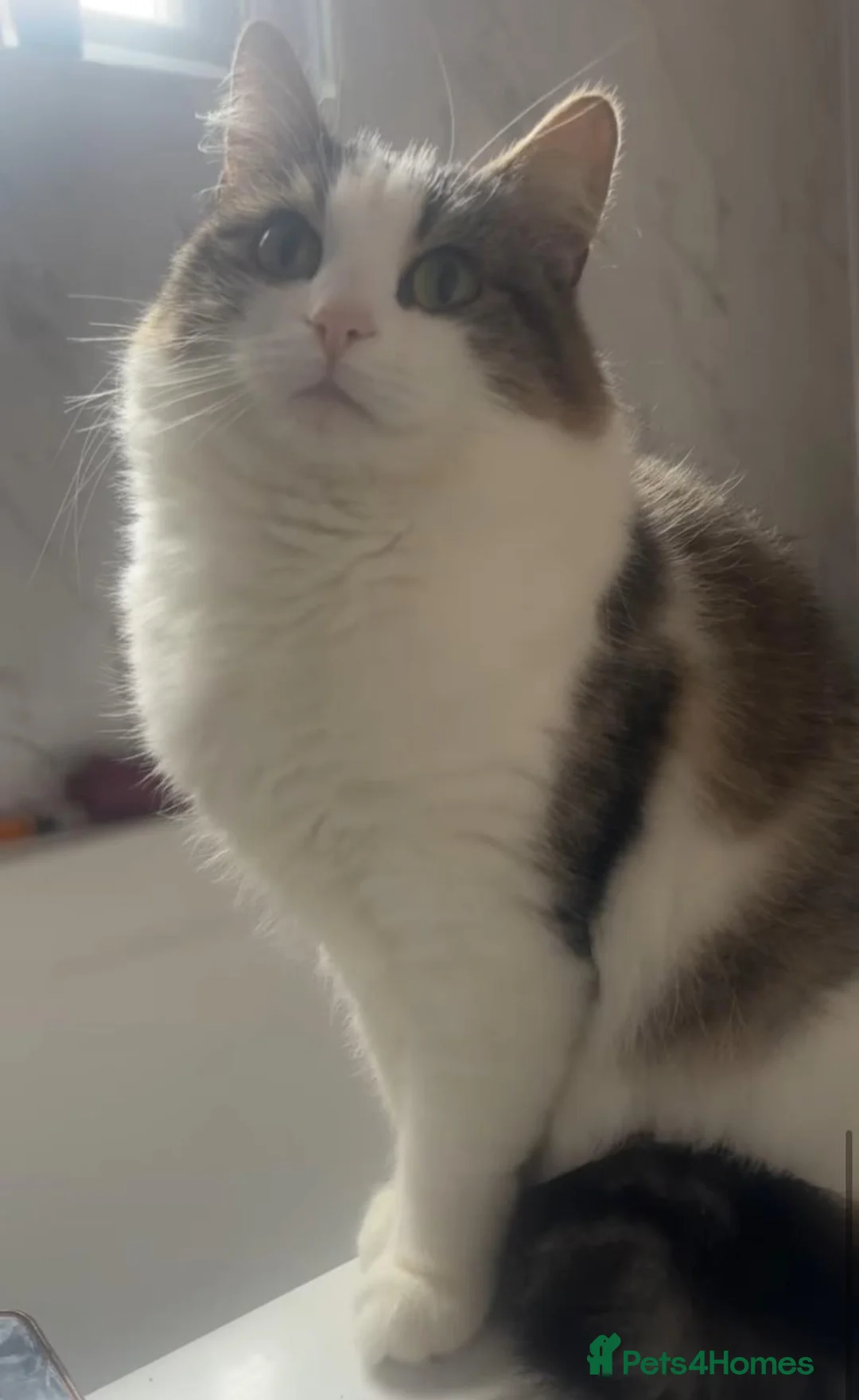 Mixed Breed cats for sale: Snooky is looking for his new family🏡💙 - Advert 2