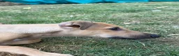 Greyhound dogs for sale: Hungarian Greyhound Pups - Advert 4