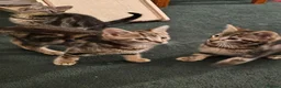 American Shorthair cats for sale: Kittens for sale  - Advert 4