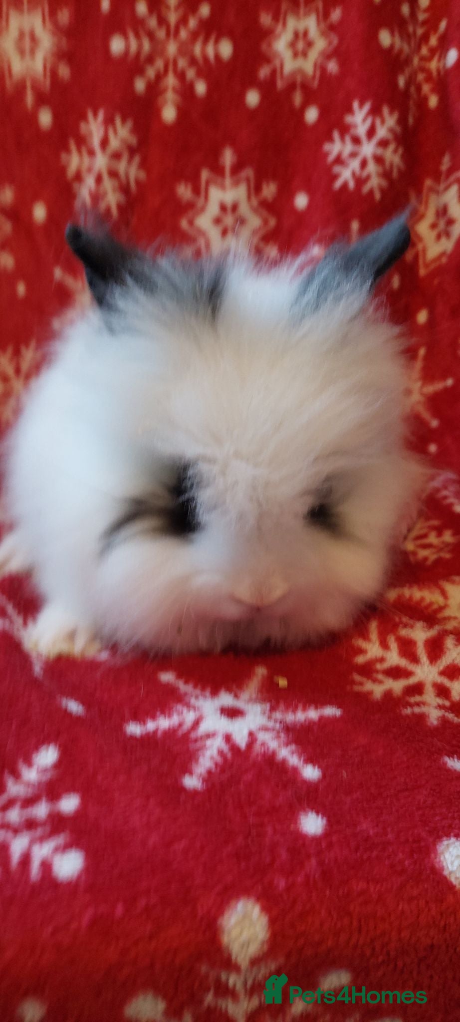 Lionhead rabbits 12weeks old  Loinheads 1buck 1 doe left - Advert 12