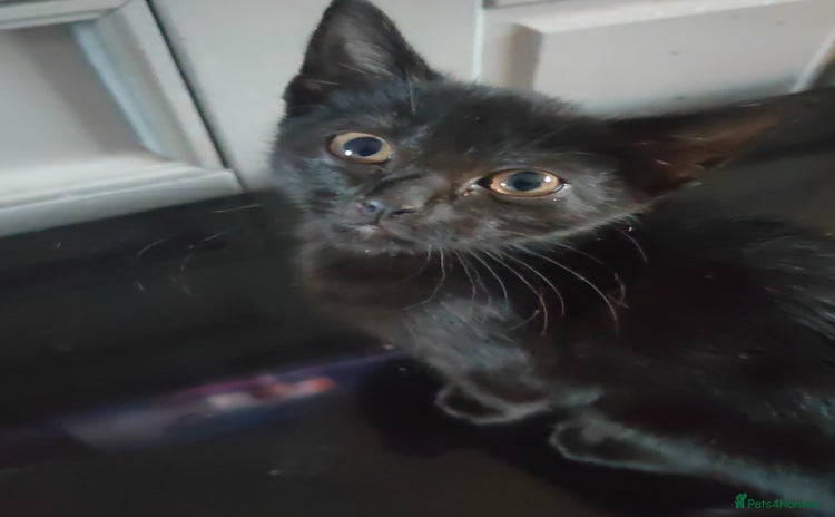 Mixed Breed cats - Advert 5