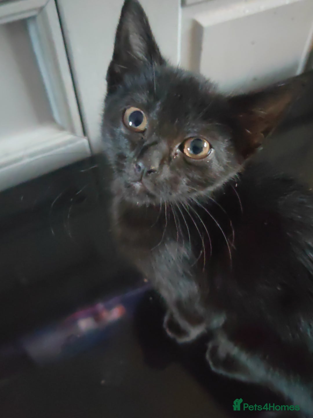 Mixed Breed cats for sale: ****** - Image 1