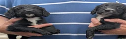 Sprocker dogs for sale: Black Sprocker Pups - Advert 8