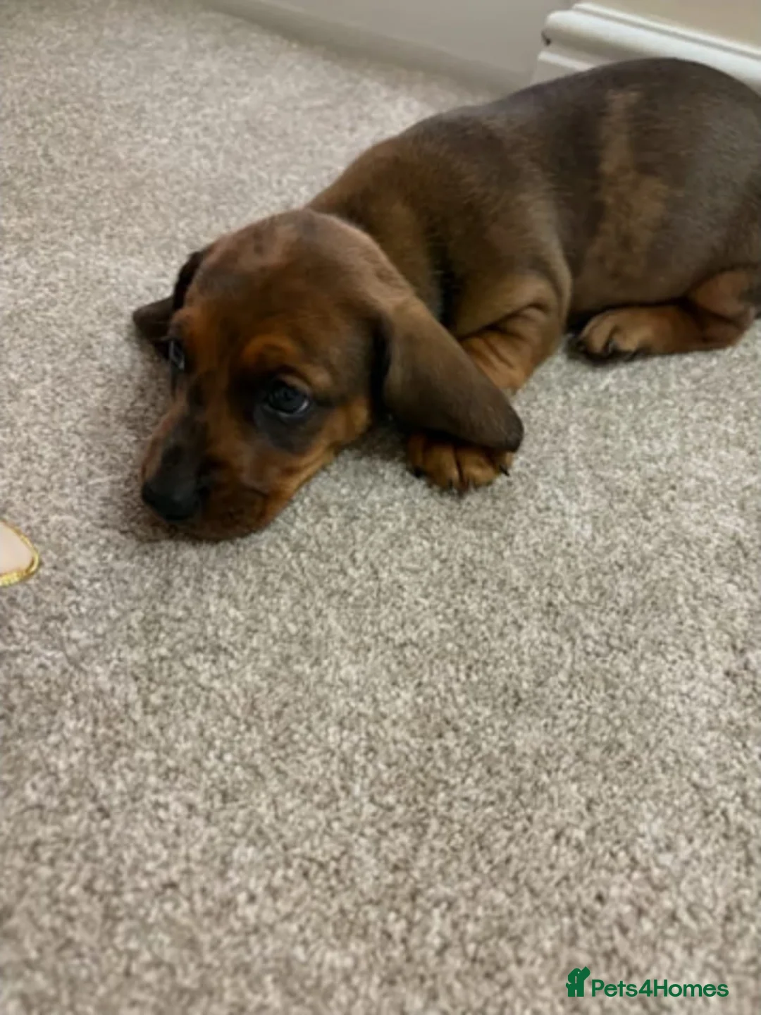 Miniature Dachshund dogs for sale: ADORABLE MINIATURE DACHSHUND PUPPIES FOR SALE in Dundee - Advert 7