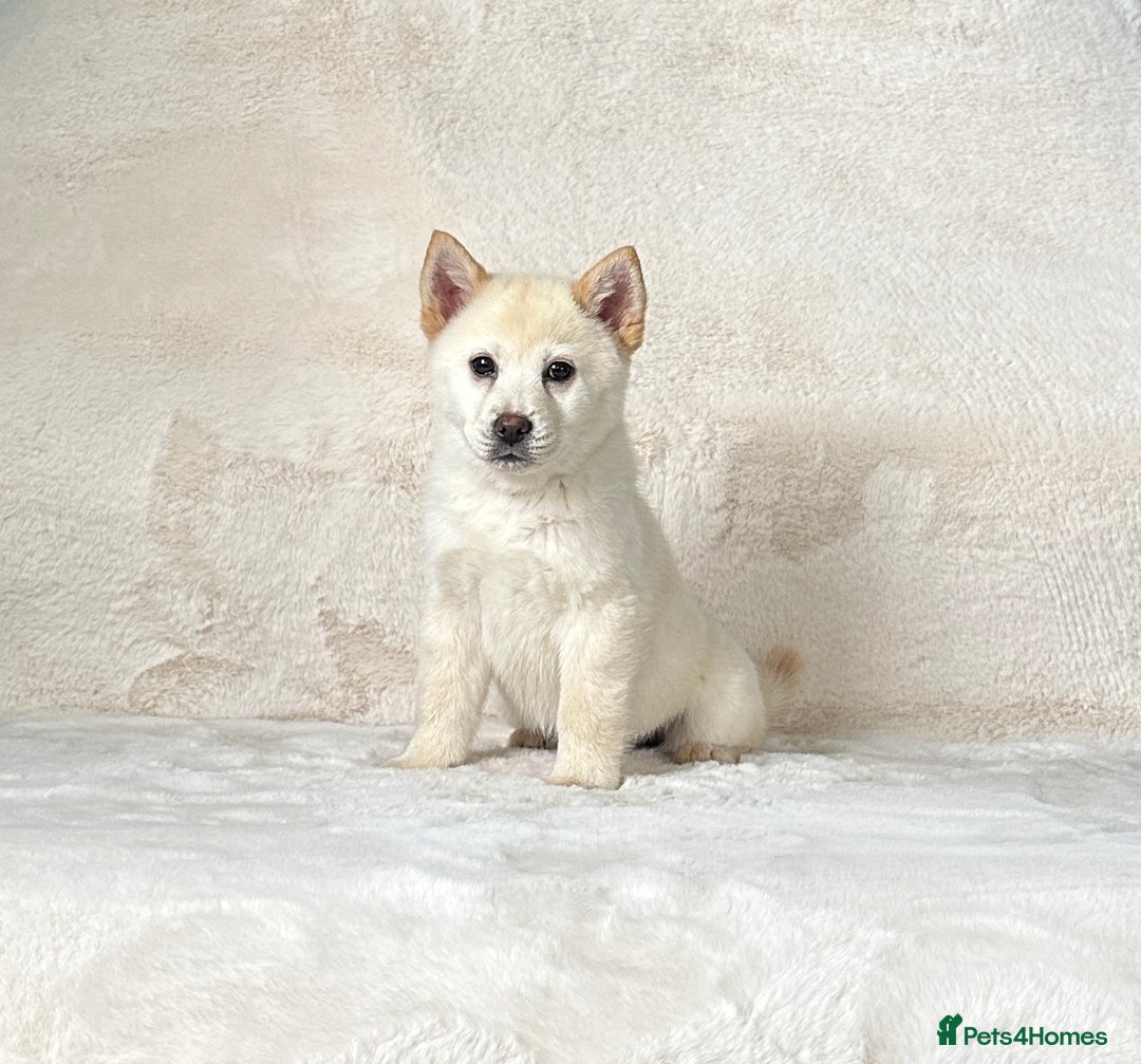 Siberian Husky dogs for sale: Stunning exotic colour chowsky puppies for sale  - Image 35