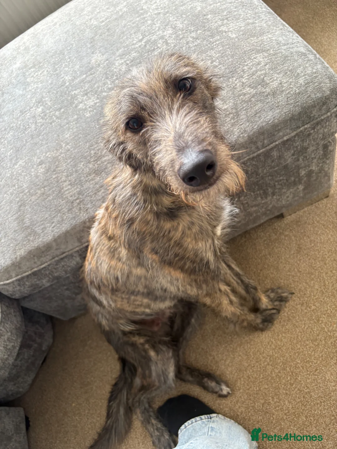 Mixed Breed dogs for sale: Frankie - Advert 4