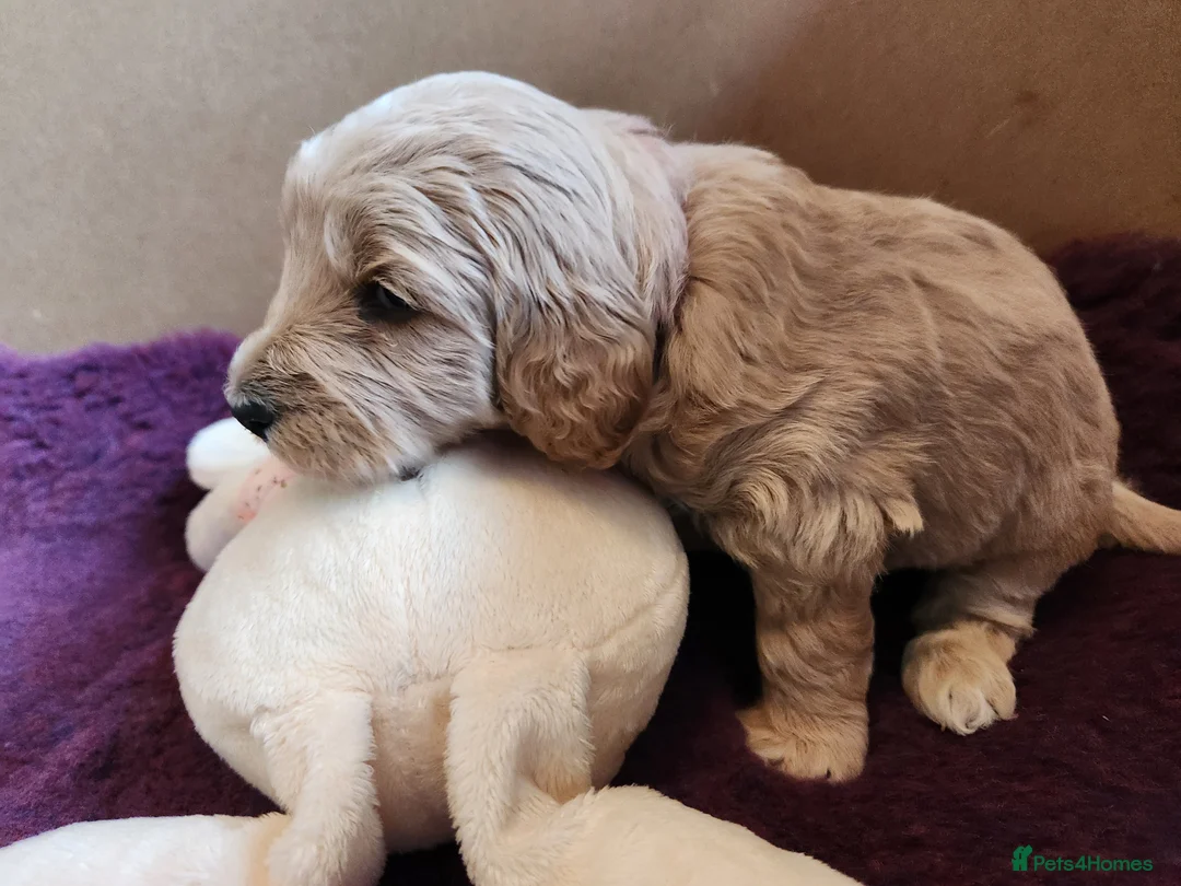 Cockapoo dogs for sale: Cockapoo Puppies,  stunning colours  - Advert 14
