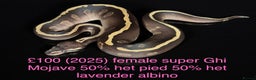 Python Snake reptiles for sale: Various royals for sale. (Reduced)  - Advert 11