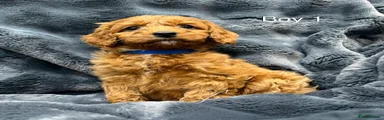 Cavapoo Puppy 1