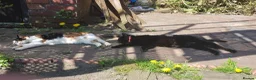 Mixed Breed cats for sale: 2 cats- Polly and Mittens- Must go together  - Advert 3