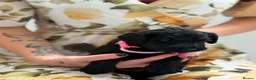 Labradoodle dogs for sale: Beautiful F2 Labradoodle Puppies. - Advert 12