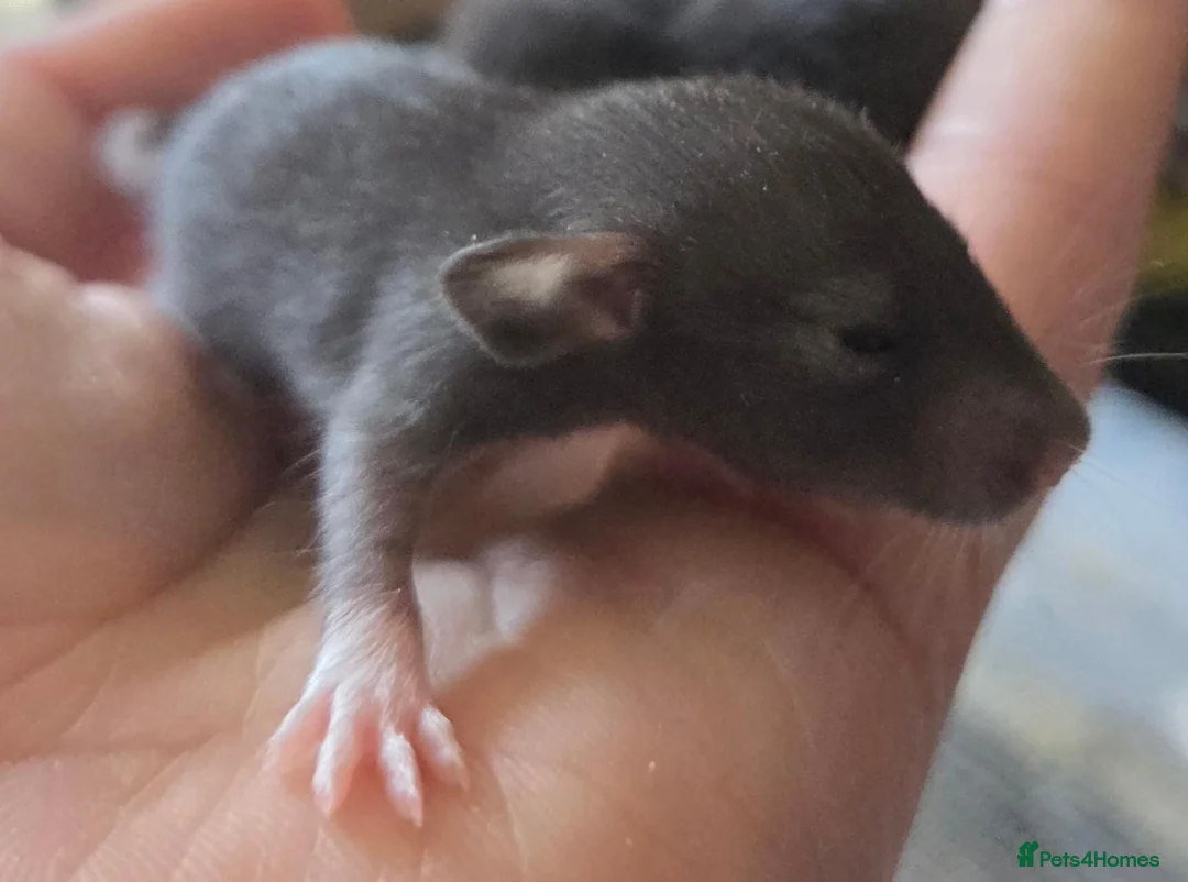 Rat rodents for sale: Dumbo and fancy rats  - Advert 2