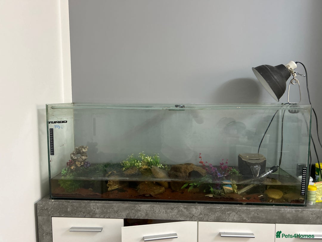 Turtle reptiles for sale: Musks turtles  in Edinburgh - Advert 3