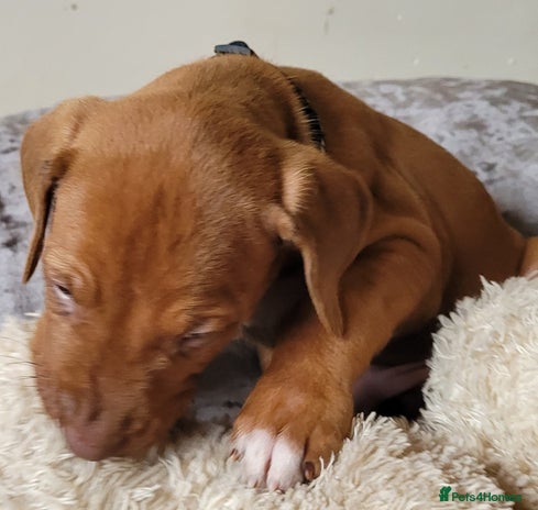 Rhodesian Ridgeback dogs - Advert 1