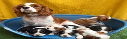 Cavalier King Charles Spaniel dogs for sale: Tri Cavalier King Charles spaniel- Louie - Advert 3