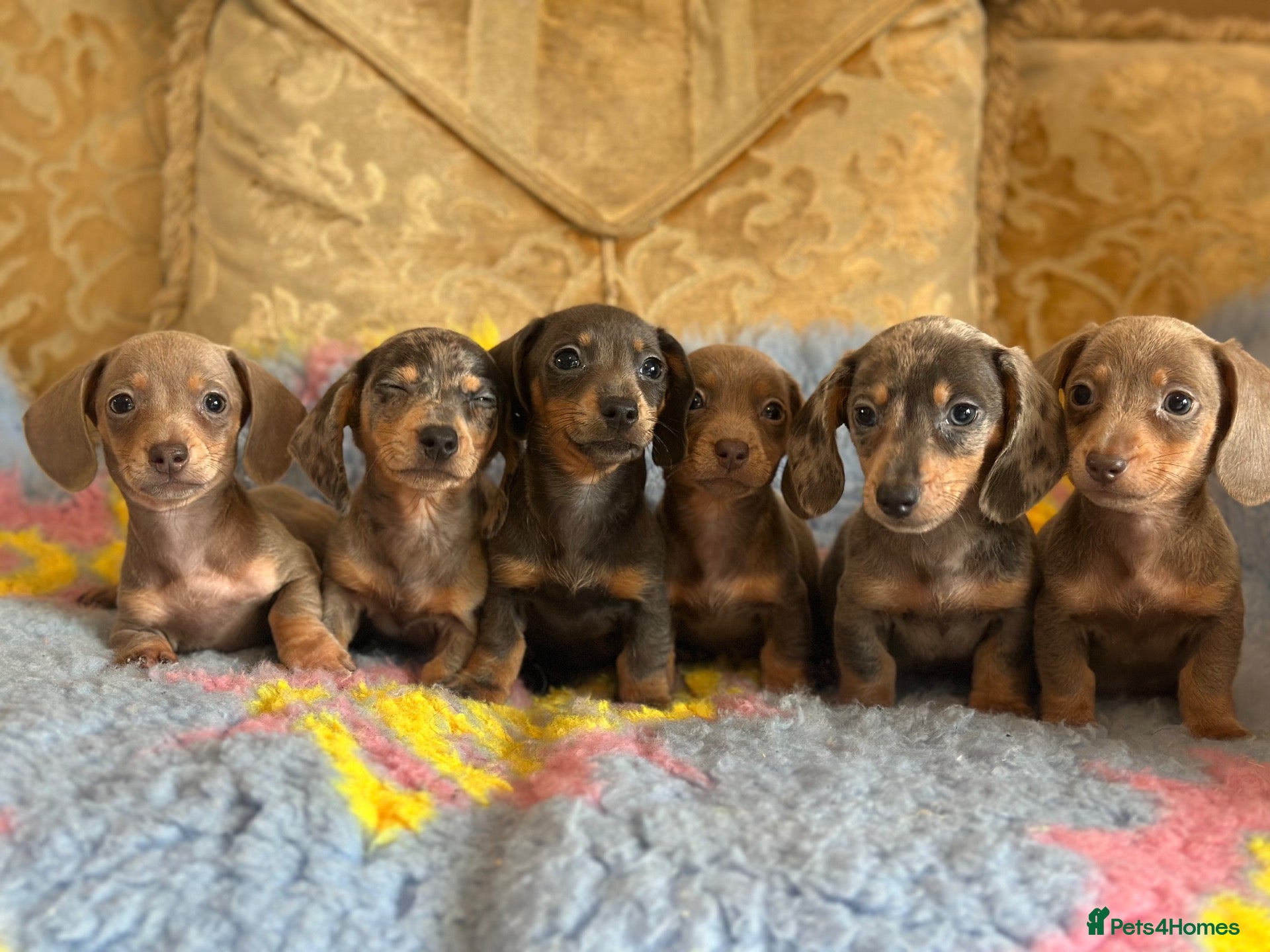 Miniature Dachshund dogs Puppy’s available to COLLECT NOW  - Advert 1