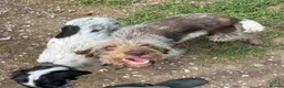 German Wirehaired Pointer dogs for adoption: Pepa - 2 year old GWP - Advert 5