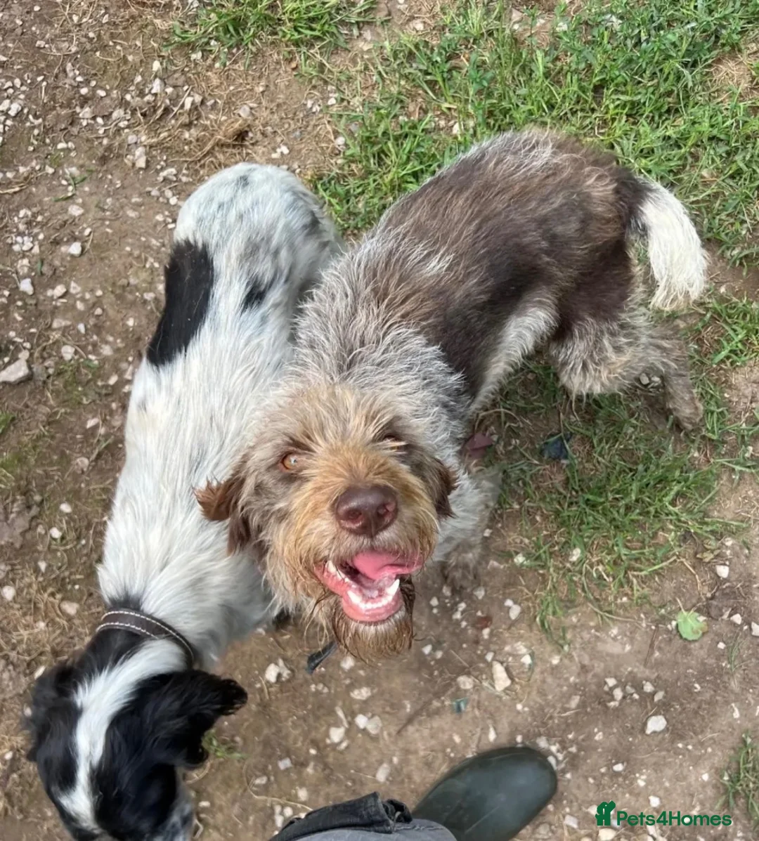 German Wirehaired Pointer dogs for adoption: Pepa - 2 year old GWP - Advert 5
