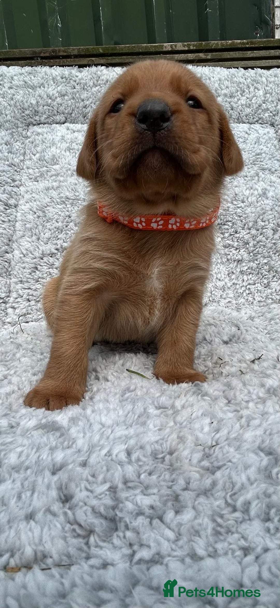 Labrador Retriever dogs for sale: Fox red labrador puppies  - Image 4