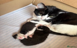 Mixed Breed cats for sale: Black and white tuxedo kittens - Image 1