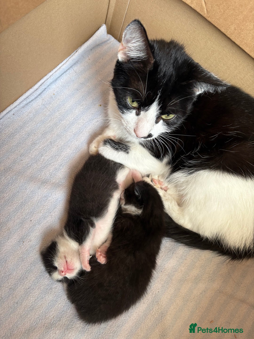 Mixed Breed cats for sale: Black and white tuxedo kittens - Image 1