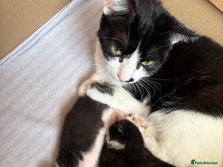 Mixed Breed cats for sale - Advert 1