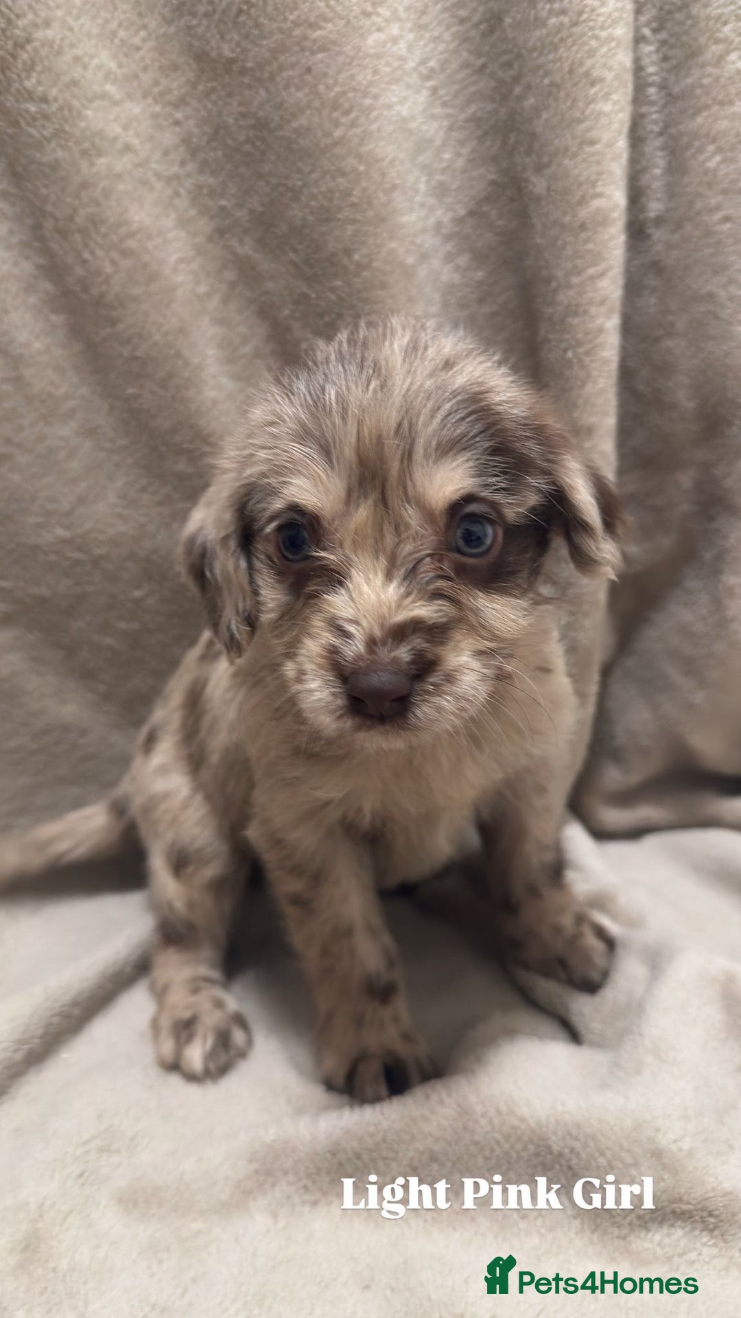 Labradoodle dogs for sale: Labradoodle Puppies (Miniature)  - Advert 13