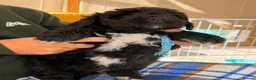 Bernedoodle dogs for sale: Stunning bernedoodle pups puppies  - Advert 14