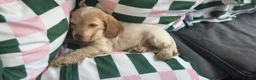 Cocker Spaniel dogs for sale: Male lemon roan show cocker puppy  - Advert 9