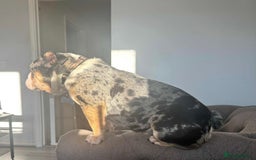English Bulldog dogs for sale: Mable xx - Image 3