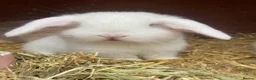 Mini Lop rabbits for sale: Two white blue eyed male mini lops - Advert 2