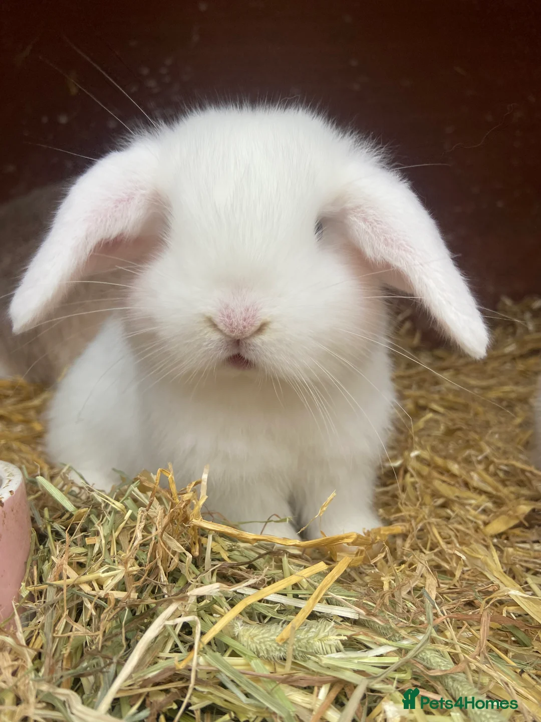 Mini Lop rabbits for sale: Two white blue eyed male mini lops - Advert 2