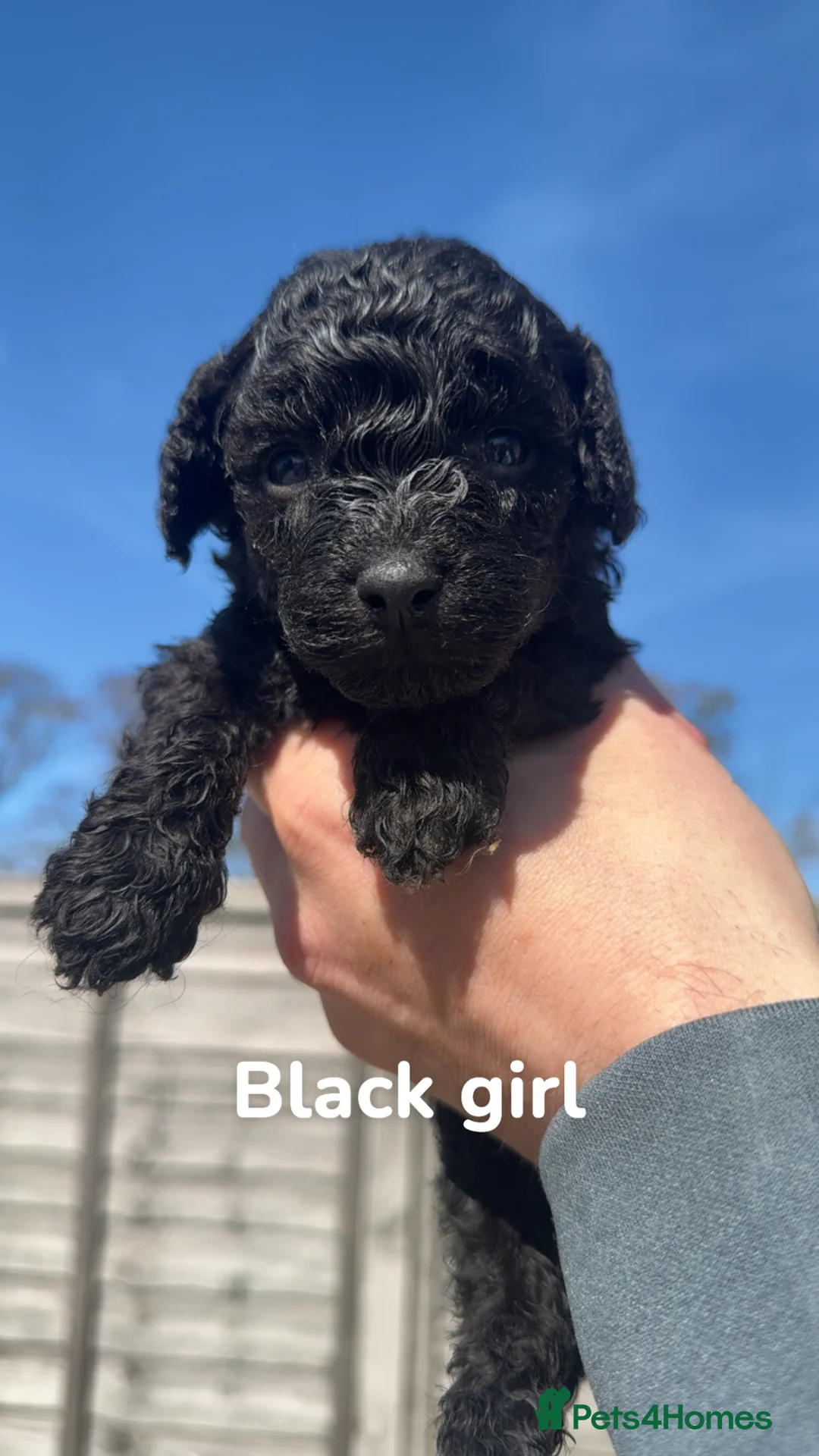 Toy Poodle dogs for sale: Beautiful Mini Toy Poodle Puppies – Family Raised  - Advert 2