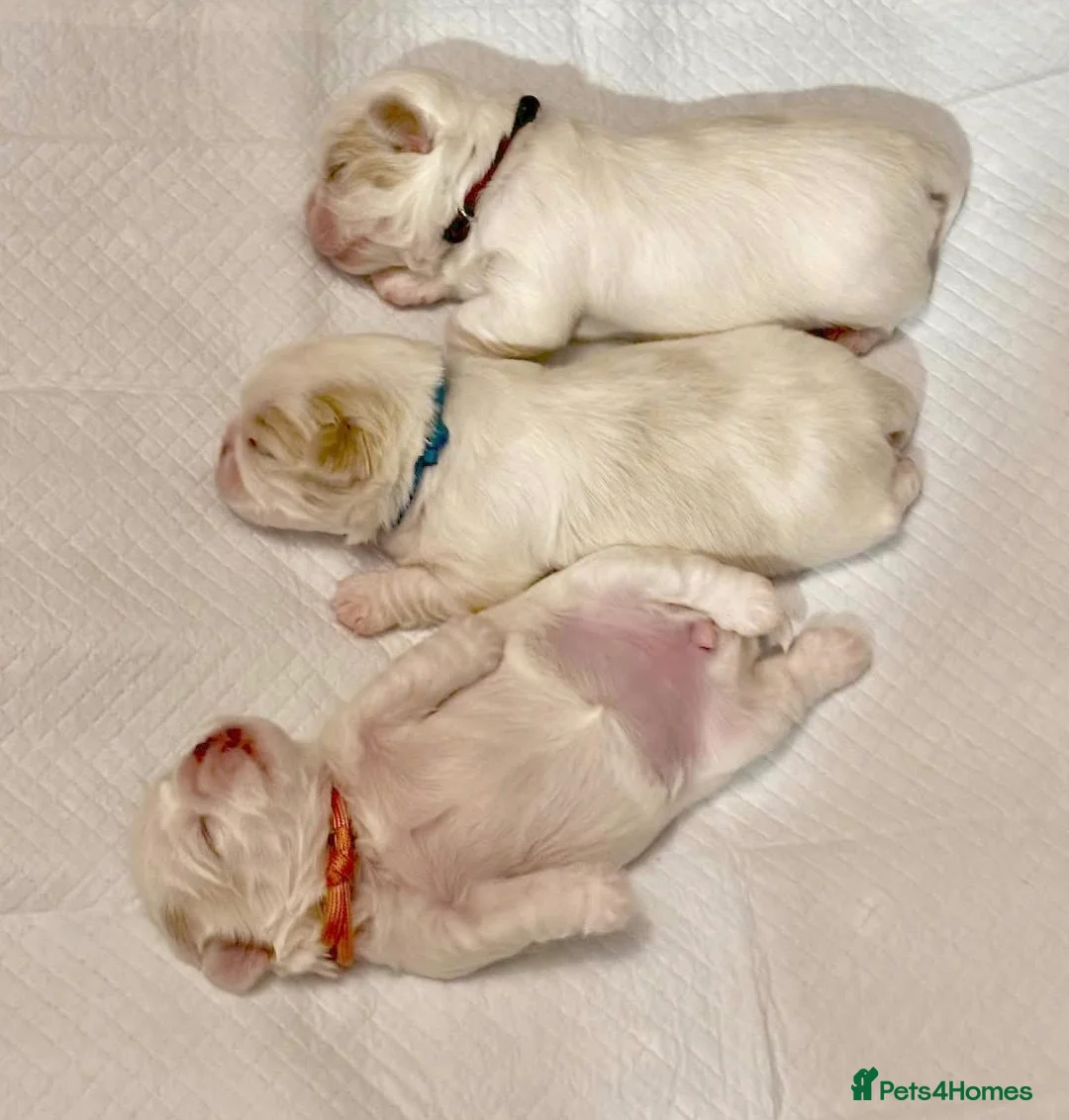 Maltese dogs for stud: Already proven Maltese for stud in Kelso - Advert 9