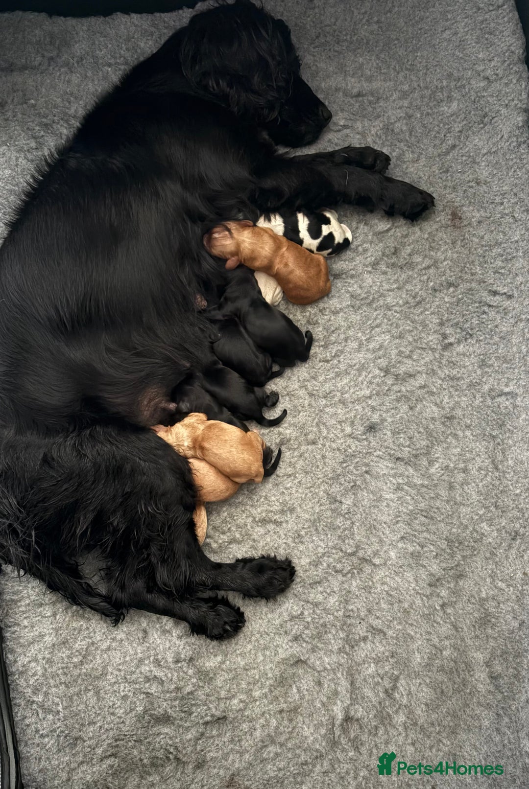 Cocker Spaniel dogs for sale: Cocker spaniels  - Image 2