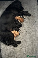 Cocker Spaniel dogs - Advert 11
