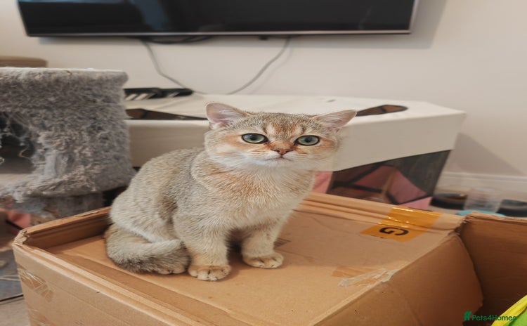 British Shorthair cats - Advert 8
